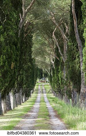 Alleyway with green pine trees and cypresses, San Quirico d’Orcia, Tuscany, Italy, Europe View Large Photo Image Stock Image - Alleyway with green pine trees and cypresses, San Quirico d’Orcia, Tuscany, Italy, Europe. Fotosearch