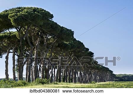 Alleyway with green pine trees, San Vincento, Tuscany, Italy, Europe View Large Photo Image Stock Image - Alleyway with green pine trees, San Vincento, Tuscany, Italy, Europe. Fotosearch