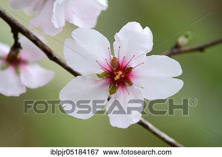 Almond tree ( Prunus dulcis) View Large Photo Image Stock Photo - Almond tree ( Prunus dulcis). Fotosearch