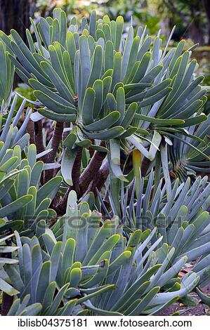 Aloe (Kumara plicatilis, also Aloe plicatilis), origin South Africa, Jardín de Aclimatión de La Orotava Botanical Garden, Puerto de la Cruz, Tenerife, Spain, Europe View Large Photo Image Stock Image - Aloe (Kumara plicatilis, also Aloe plicatilis), origin South Africa, Jardín de Aclimatión de La Orotava Botanical Garden, Puerto de la Cruz, Tenerife, Spain, Europe. Fotosearch