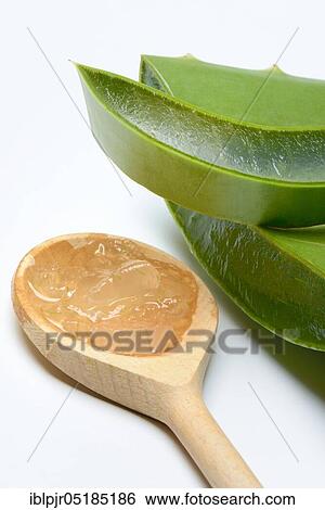 Aloe leaf discs and cut leaf, leaf gel, gel View Large Photo Image Stock Photograph - Aloe leaf discs and cut leaf, leaf gel, gel. Fotosearch