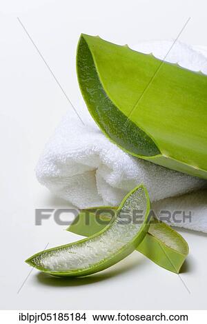 Aloe leaf discs and cut leaf View Large Photo Image Picture - Aloe leaf discs and cut leaf. Fotosearch