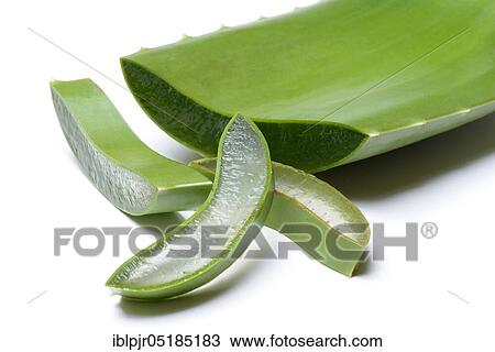 Aloe leaf discs and cut leaf View Large Photo Image Stock Image - Aloe leaf discs and cut leaf. Fotosearch