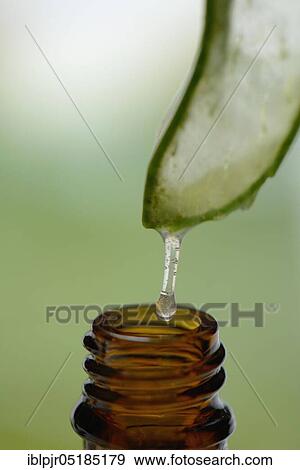 Aloe Vera, gel emerging from a cut leaf View Large Photo Image Stock Photo - Aloe Vera, gel emerging from a cut leaf. Fotosearch