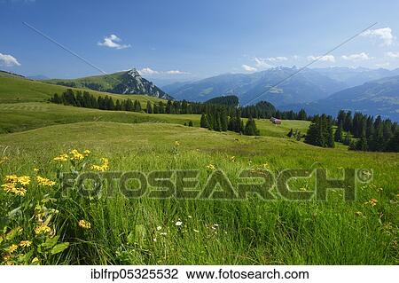 Alp Palfries with Tschuggen, St. Gallen, Chur Rhine Valley, Switzerland, Europe View Large Photo Image Stock Image - Alp Palfries with Tschuggen, St. Gallen, Chur Rhine Valley, Switzerland, Europe. Fotosearch