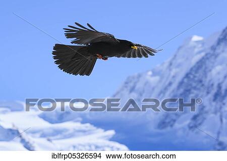 Alpine Chough, Pyrrhocorax graculus, Switzerland, Europe View Large Photo Image Picture - Alpine Chough, Pyrrhocorax graculus, Switzerland, Europe. Fotosearch