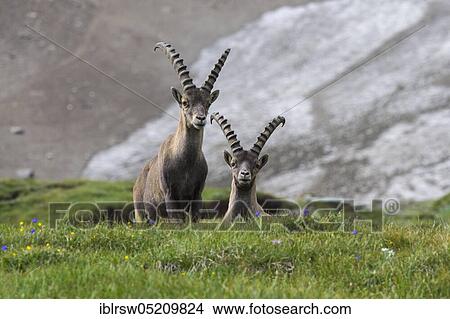 Alpine ibex (Capra ibex), also steinbock or Ibex, High Tauern National Park, Carinthia, Austria, Europe View Large Photo Image Picture - Alpine ibex (Capra ibex), also steinbock or Ibex, High Tauern National Park, Carinthia, Austria, Europe. Fotosearch