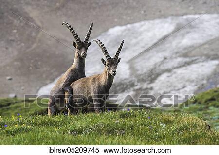 Alpine ibex (Capra ibex), also steinbock or Ibex, High Tauern National Park, Carinthia, Austria, Europe View Large Photo Image Stock Photography - Alpine ibex (Capra ibex), also steinbock or Ibex, High Tauern National Park, Carinthia, Austria, Europe. Fotosearch