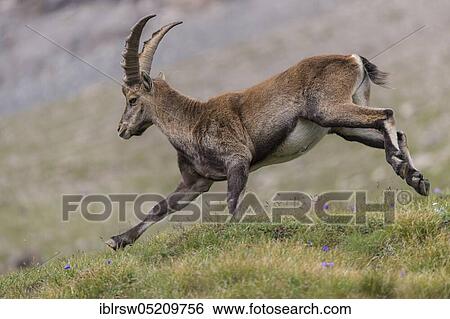 Alpine Ibex (Capra Ibex), Hohe Tauern National Park, Carinthia, Austria, Europe View Large Photo Image Stock Photograph - Alpine Ibex (Capra Ibex), Hohe Tauern National Park, Carinthia, Austria, Europe. Fotosearch