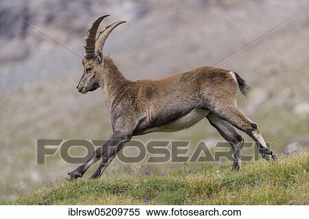 Stock Photography - Alpine Ibex (Capra Ibex), Hohe Tauern National Park, Carinthia, Austria, Europe. Fotosearch