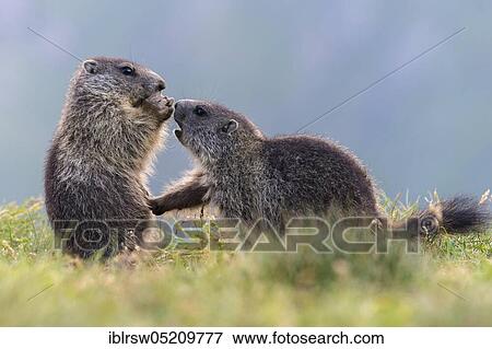 Stock Photo - Alpine Marmots (Marmota marmota) Hohe Tauern National Park, Carinthia, Austria, Europe. Fotosearch