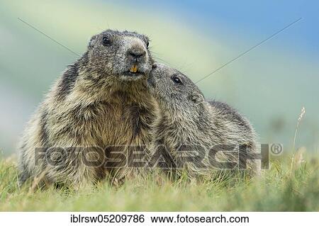 Stock Photograph - Alpine Marmots (Marmota marmota) Hohe Tauern National Park, Carinthia, Austria, Europe. Fotosearch