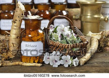 Stock Photo - Althaea officinalis (Althaea officinalis officinalis) Althaea officinalis roots and flowers. Fotosearch