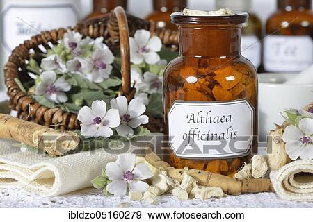 Althaea officinalis (Althaea officinalis officinalis) Althaea officinalis roots and flowers View Large Photo Image Stock Photo - Althaea officinalis (Althaea officinalis officinalis) Althaea officinalis roots and flowers. Fotosearch