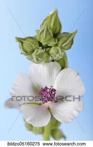 Stock Photography - Althaea officinalis (Althaea officinalis officinalis). Fotosearch