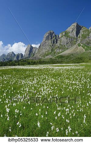 Alvier Group, Alvierkette, St. Gallen, Switzerland, Europe View Large Photo Image Stock Image - Alvier Group, Alvierkette, St. Gallen, Switzerland, Europe. Fotosearch