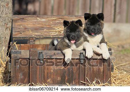 American Akita puppies (Canis lupus familiaris), two puppies in a wooden crate, Germany, Europe View Large Photo Image Picture - American Akita puppies (Canis lupus familiaris), two puppies in a wooden crate, Germany, Europe. Fotosearch