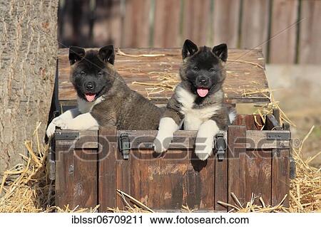 American Akita puppies (Canis lupus familiaris), two puppies in a wooden crate, Germany, Europe View Large Photo Image Stock Image - American Akita puppies (Canis lupus familiaris), two puppies in a wooden crate, Germany, Europe. Fotosearch