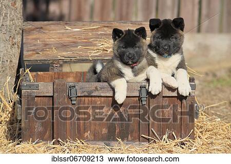 American Akita puppies (Canis lupus familiaris), two puppies in a wooden crate, Germany, Europe View Large Photo Image Stock Image - American Akita puppies (Canis lupus familiaris), two puppies in a wooden crate, Germany, Europe. Fotosearch