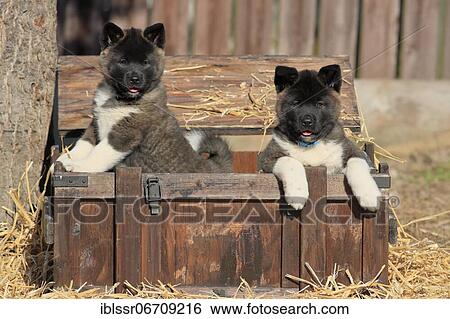 American Akita puppies (Canis lupus familiaris), two puppies in a wooden crate, Germany, Europe View Large Photo Image Stock Photograph - American Akita puppies (Canis lupus familiaris), two puppies in a wooden crate, Germany, Europe. Fotosearch