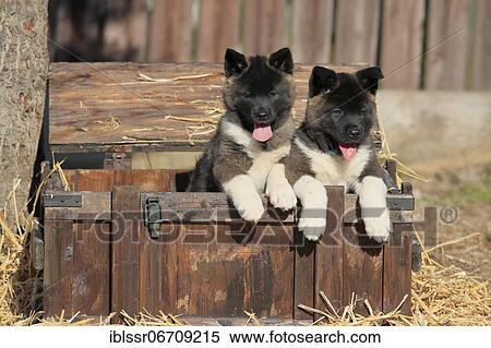 Stock Photography - American Akita puppies (Canis lupus familiaris), two puppies in a wooden crate, Germany, Europe. Fotosearch