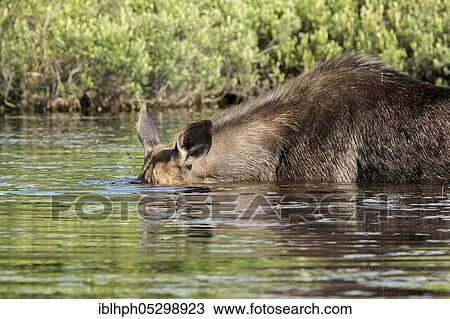 American elk (Alces alces) eating in the lake, Humor, Forillon national park, Quebec, Canada, North America View Large Photo Image Stock Image - American elk (Alces alces) eating in the lake, Humor, Forillon national park, Quebec, Canada, North America. Fotosearch
