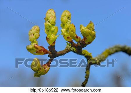 American ( Liquidambar styraciflua) amber tree, buds View Large Photo Image Stock Image - American ( Liquidambar styraciflua) amber tree, buds. Fotosearch