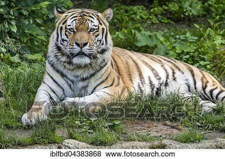 Amur Tiger (Panthera tigris altaica) is lying on the ground, captive, Leipzig, Saxony, Germany, Europe View Large Photo Image Stock Photo - Amur Tiger (Panthera tigris altaica) is lying on the ground, captive, Leipzig, Saxony, Germany, Europe. Fotosearch