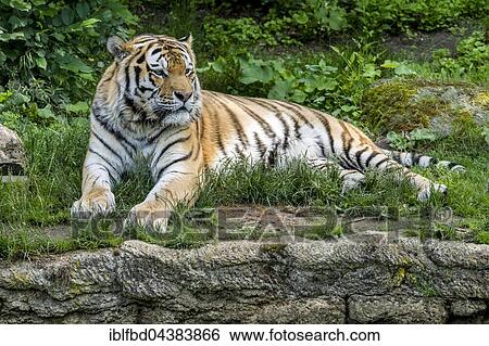 Amur Tiger (Panthera tigris altaica) is lying on the ground, captive, Leipzig, Saxony, Germany, Europe View Large Photo Image Stock Photograph - Amur Tiger (Panthera tigris altaica) is lying on the ground, captive, Leipzig, Saxony, Germany, Europe. Fotosearch