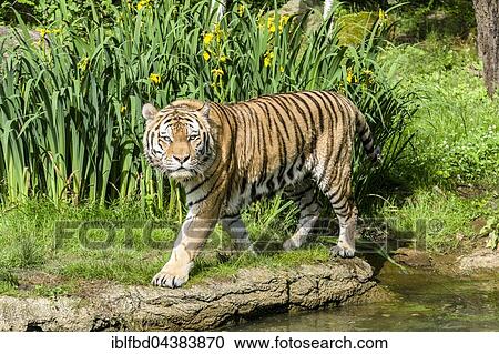 Amur Tiger (Panthera tigris altaica), walking along a waterhole, captive, Leipzig, Saxony, Germany, Europe View Large Photo Image Stock Image - Amur Tiger (Panthera tigris altaica), walking along a waterhole, captive, Leipzig, Saxony, Germany, Europe. Fotosearch