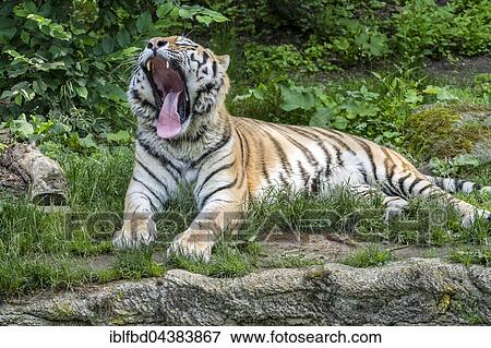Amur Tiger (Panthera tigris altaica), yawning, captive, Leipzig, Saxony, Germany, Europe View Large Photo Image Stock Photo - Amur Tiger (Panthera tigris altaica), yawning, captive, Leipzig, Saxony, Germany, Europe. Fotosearch
