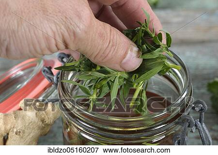Andorn honey with ginger, Hyssop leaf (Hyssophus officinalis) (Zingiberis rhizome), White Horehound, Common Horehound (Marrubium vulgare), Helperwort, White Dorant View Large Photo Image Stock Photo - Andorn honey with ginger, Hyssop leaf (Hyssophus officinalis) (Zingiberis rhizome), White Horehound, Common Horehound (Marrubium vulgare), Helperwort, White Dorant. Fotosearch