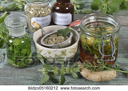 Stock Image - Andorn tea, white andorn, common andorn (Marrubium vulgare), butterwort, white dorant, andorn tincture, andorn honey. Fotosearch