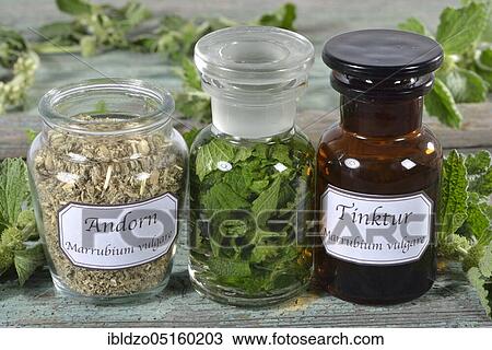 Andorn tincture, White Horehound, Common Horehound (Marrubium vulgare), Helperwort, White Dorant View Large Photo Image Stock Image - Andorn tincture, White Horehound, Common Horehound (Marrubium vulgare), Helperwort, White Dorant. Fotosearch