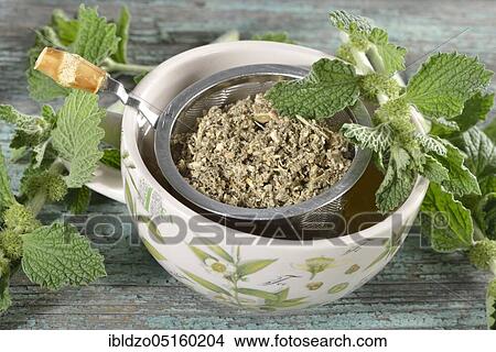 Picture - Andorra tea, White Horehound, Common Horehound (Marrubium vulgare), Helperwort, White Dorant. Fotosearch