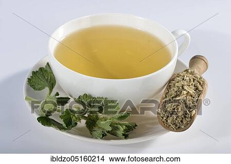 Andorra tea, White Horehound, Common Horehound (Marrubium vulgare), Helperwort, White Dorant View Large Photo Image Picture - Andorra tea, White Horehound, Common Horehound (Marrubium vulgare), Helperwort, White Dorant. Fotosearch