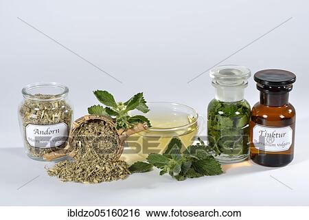 Andorra tea, White Horehound, Common Horehound (Marrubium vulgare), Helperwort, White Dorant, andorn tincture View Large Photo Image Stock Photograph - Andorra tea, White Horehound, Common Horehound (Marrubium vulgare), Helperwort, White Dorant, andorn tincture. Fotosearch