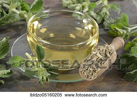 Andorra tea, White Horehound, Common Horehound (Marrubium vulgare), Helperwort, White Dorant View Large Photo Image Stock Photography - Andorra tea, White Horehound, Common Horehound (Marrubium vulgare), Helperwort, White Dorant. Fotosearch