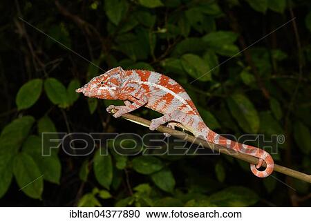 Angel's chameleon (Furcifer angeli), male, rare, dry forest, northwest Madagascar View Large Photo Image Stock Image - Angel's chameleon (Furcifer angeli), male, rare, dry forest, northwest Madagascar. Fotosearch