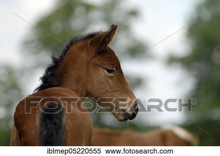 Stock Photography - Anglo-Arabian, Foal. Fotosearch