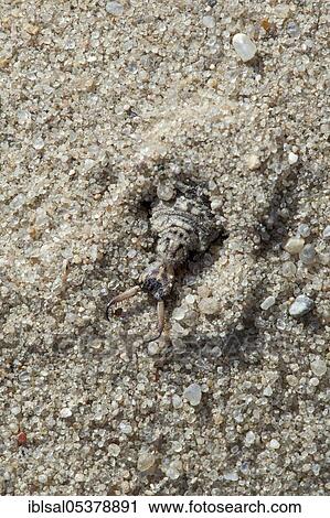 Stock Image - Ant lion in the sand (Myrmeleon), larva, Schleswig-Holstein, Germany, Europe. Fotosearch