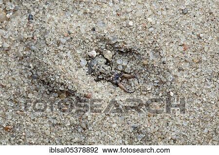 Stock Image - Ant lion in the sand (Myrmeleon), larva, Schleswig-Holstein, Germany, Europe. Fotosearch