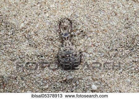Ant lion in the sand (Myrmeleon), larva, Schleswig-Holstein, Germany, Europe View Large Photo Image Stock Image - Ant lion in the sand (Myrmeleon), larva, Schleswig-Holstein, Germany, Europe. Fotosearch