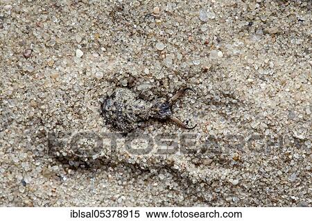 Stock Photography - Ant lion in the sand (Myrmeleon), larva, Schleswig-Holstein, Germany, Europe. Fotosearch