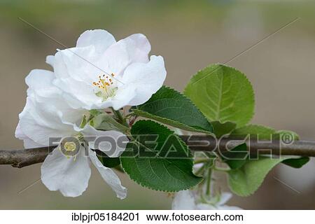 Apple blossom, variety Martens Gravensteiner (Malus domestica) View Large Photo Image Stock Image - Apple blossom, variety Martens Gravensteiner (Malus domestica). Fotosearch
