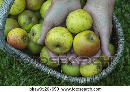 Apple harvest, apples, Lower Saxony, Germany, Europe View Large Photo Image Stock Image - Apple harvest, apples, Lower Saxony, Germany, Europe. Fotosearch