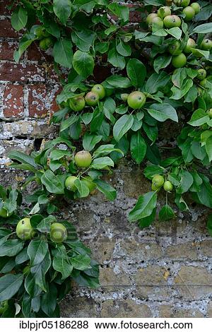 Stock Photo - Apple tree ( Malus spec. ) espalier, espalier fruit, England, Great Britain. Fotosearch