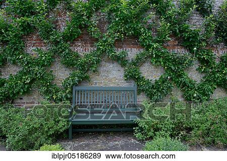 Apple tree ( Malus spec. ) espalier, espalier fruit, England, Great Britain View Large Photo Image Stock Photo - Apple tree ( Malus spec. ) espalier, espalier fruit, England, Great Britain. Fotosearch