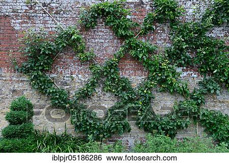Apple tree ( Malus spec. ) espalier, espalier fruit, England, Great Britain View Large Photo Image Stock Photograph - Apple tree ( Malus spec. ) espalier, espalier fruit, England, Great Britain. Fotosearch