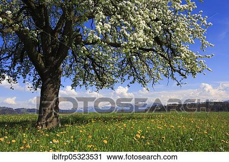Apple tree, Zuercher Oberland, Switzerland, Europe View Large Photo Image Stock Image - Apple tree, Zuercher Oberland, Switzerland, Europe. Fotosearch